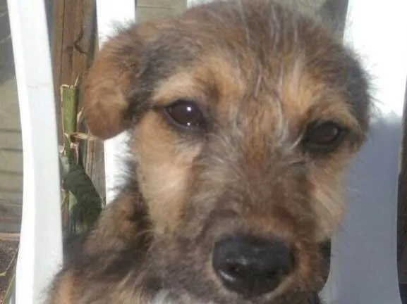 Cachorro ra a SRD idade 7 a 11 meses nome Zeca