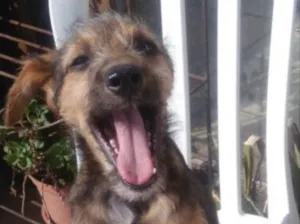 Cachorro raça SRD idade 7 a 11 meses nome Zeca