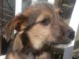 Zeca