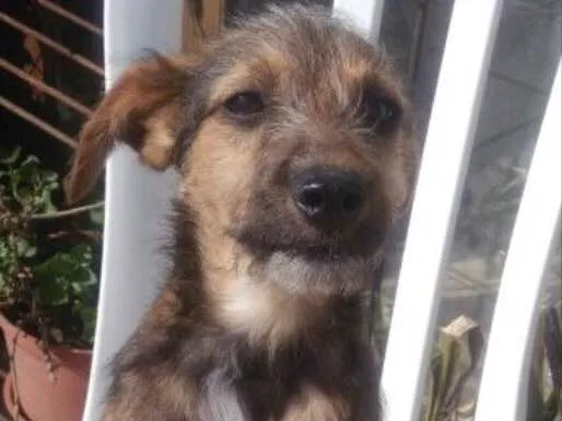 Cachorro ra a SRD idade 7 a 11 meses nome Zeca