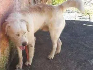 Cachorro raça SRD porte de labrador idade 1 ano nome NÃO POSSUI