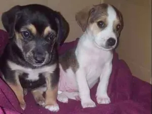 Cachorro raça sem raça definida idade Abaixo de 2 meses nome não tem