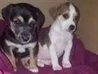 Cachorro raça sem raça definida idade Abaixo de 2 meses nome não tem