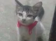 Boa menina