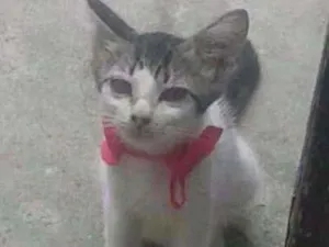 Gato raça misturada idade 2 a 6 meses nome Boa menina