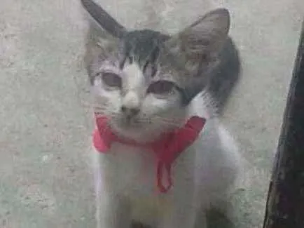 Gato ra a misturada idade 2 a 6 meses nome Boa menina