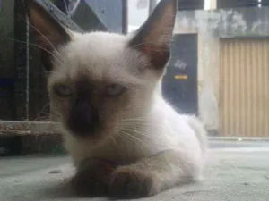 Gato raça mistura idade 2 a 6 meses nome Amor para recordar