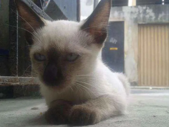 Gato ra a mistura idade 2 a 6 meses nome Amor para recordar