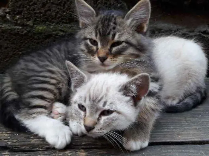 Gato ra a mestiço idade Abaixo de 2 meses nome resta apenas um