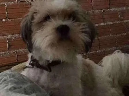 Cachorro ra a Lhasa Apso idade 2 anos nome Pepyto