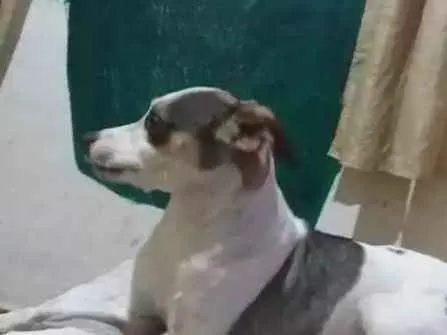 Cachorro ra a Mestiço a Fox Paulistinha  idade 7 a 11 meses nome Nina 