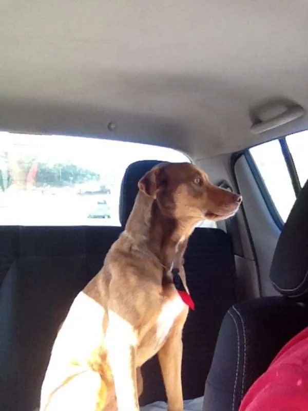 Cachorro ra a SRD idade 7 a 11 meses nome sem nome