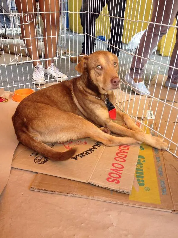 Cachorro ra a SRD idade 7 a 11 meses nome sem nome