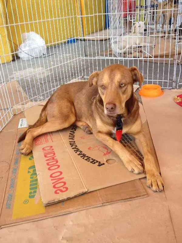 Cachorro ra a SRD idade 7 a 11 meses nome sem nome