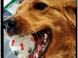 Cachorro raça srd idade 3 anos nome sem nome