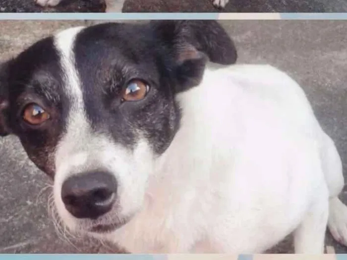 Cachorro ra a Vira-lata idade nome Pretinha