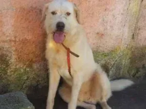 Cachorro raça Lebrel Irlandes SRD mestiço idade 1 ano nome Max