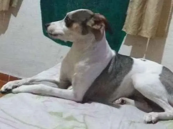 Cachorro ra a Mestiço a Fox Paulistinha  idade 7 a 11 meses nome Nina 