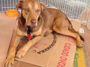 Cachorro raça SRD idade 7 a 11 meses nome sem nome
