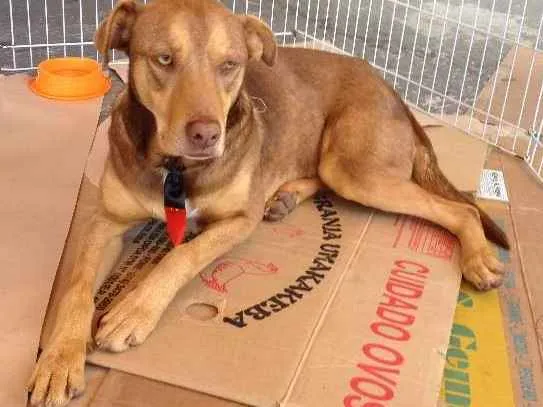 Cachorro ra a SRD idade 7 a 11 meses nome sem nome