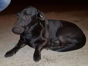 Cachorro raça Sem raça definida idade 2 anos nome Sem nome