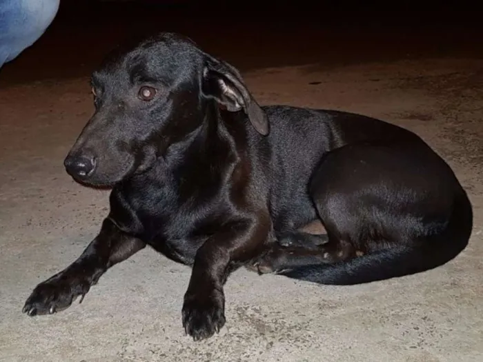 Cachorro ra a Sem raça definida idade 2 anos nome Sem nome