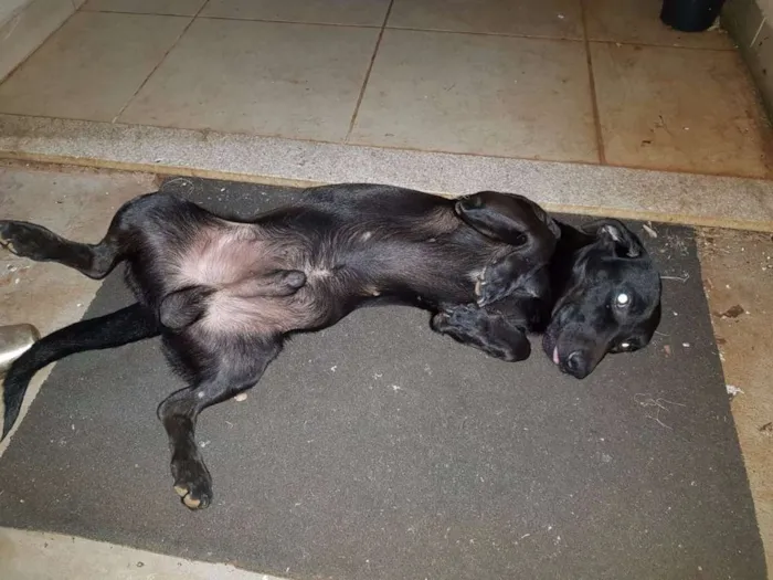 Cachorro ra a Sem raça definida idade 2 anos nome Sem nome