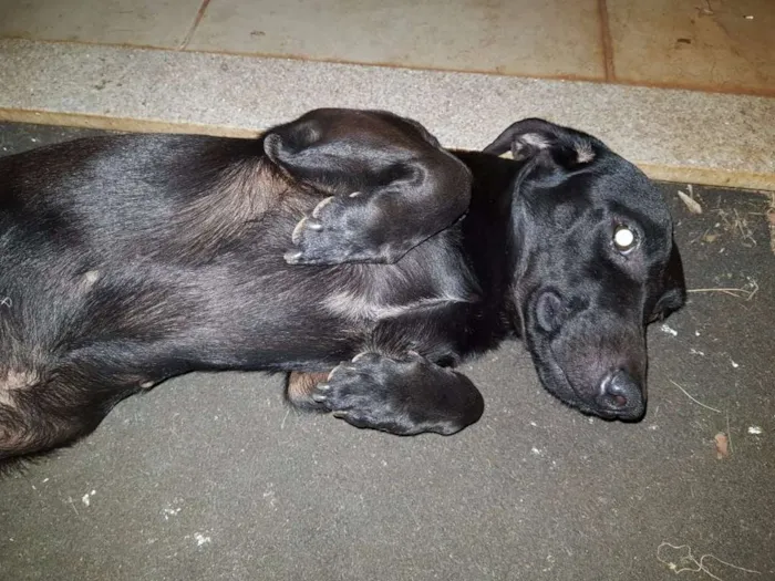 Cachorro ra a Sem raça definida idade 2 anos nome Sem nome