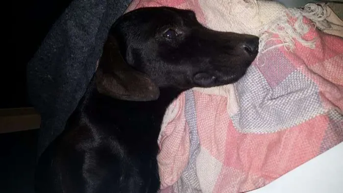 Cachorro ra a Sem raça definida idade 2 anos nome Sem nome