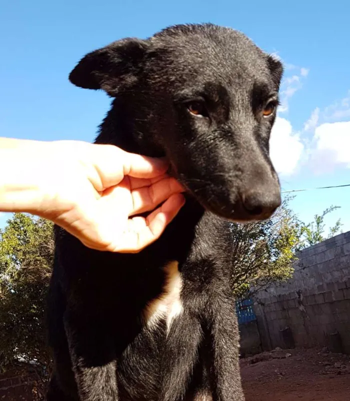 Cachorro ra a SRD idade 2 a 6 meses nome Diamante, Nemo, etc 