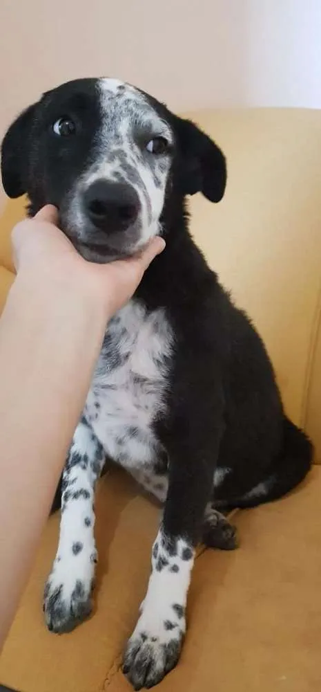 Cachorro ra a SRD idade 2 a 6 meses nome Diamante, Nemo, etc 