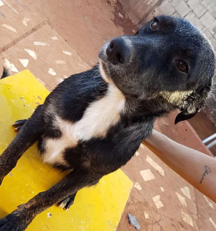 Cachorro ra a SRD idade 2 a 6 meses nome Diamante, Nemo, etc 
