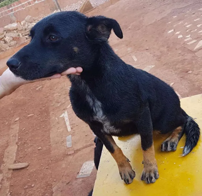 Cachorro ra a SRD idade 2 a 6 meses nome Diamante, Nemo, etc 