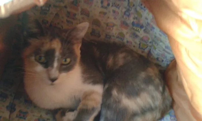 Gato ra a SRD idade 2 a 6 meses nome Avelã