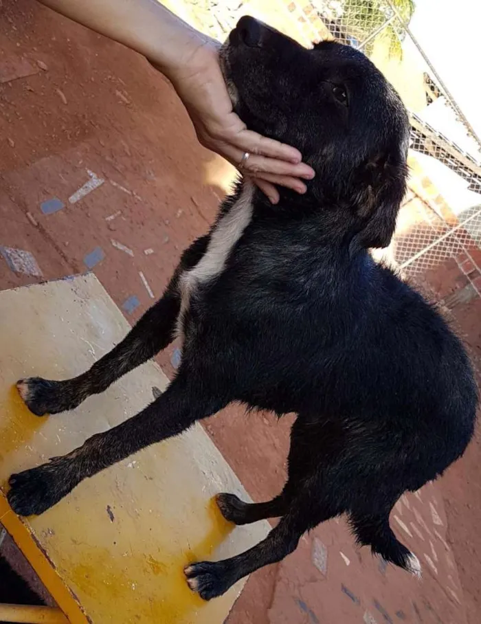 Cachorro ra a SRD idade 2 a 6 meses nome Diamante, Nemo, etc 