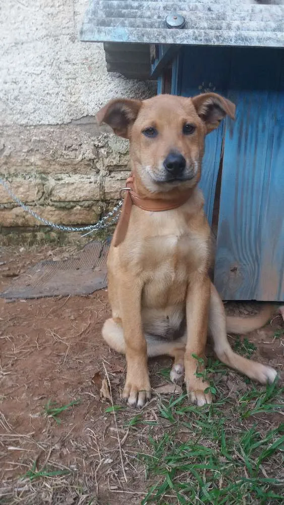 Cachorro ra a Não sei idade 2 a 6 meses nome Alemão
