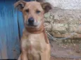 Alemão