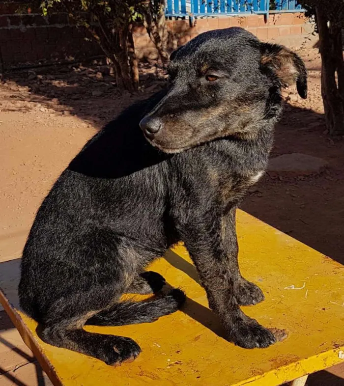 Cachorro ra a SRD idade 2 a 6 meses nome Diamante, Nemo, etc 