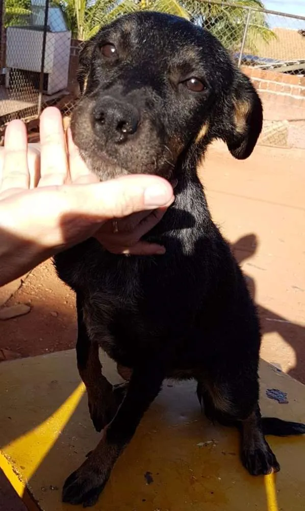 Cachorro ra a SRD idade 2 a 6 meses nome Diamante, Nemo, etc 