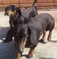 Mayla e Nunu
