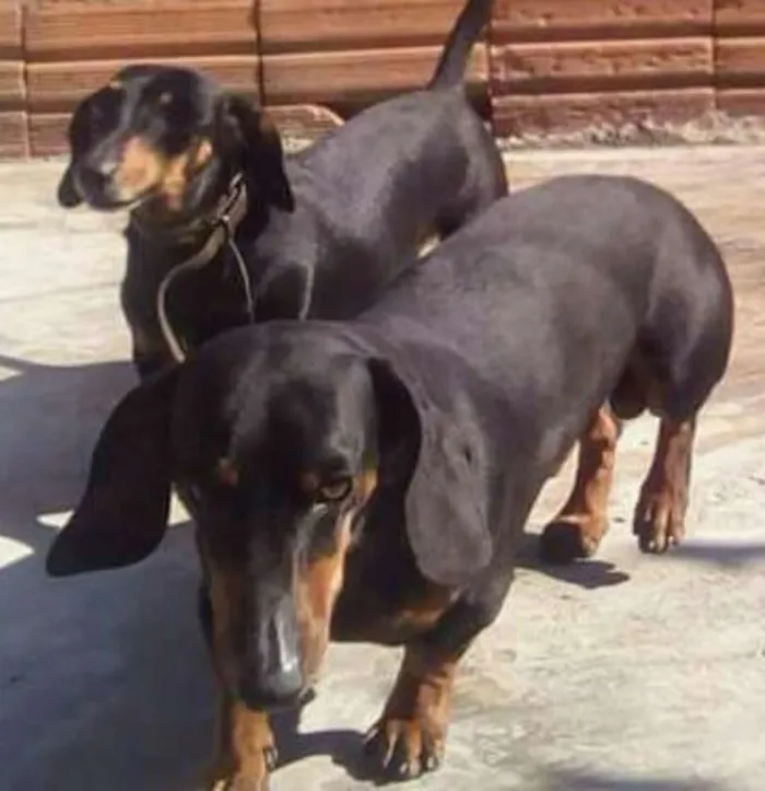Cachorro ra a Basset Dachshund idade 3 anos nome Mayla e Nunu