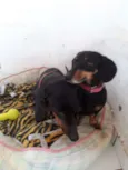 Mayla e Nunu