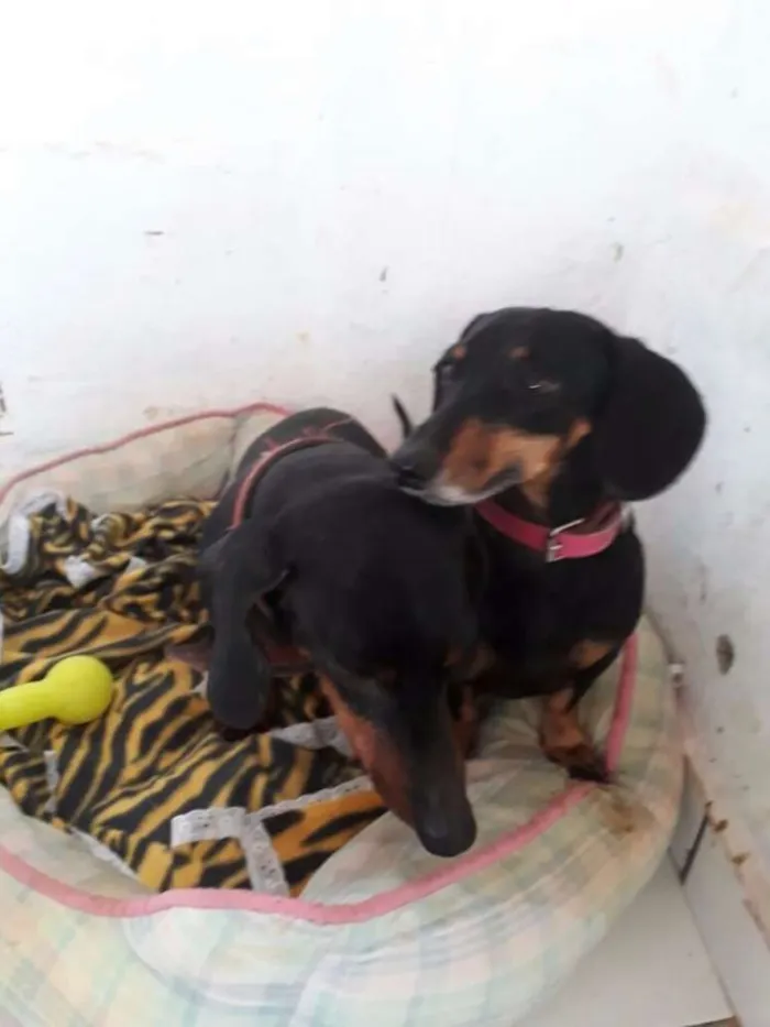Cachorro ra a Basset Dachshund idade 3 anos nome Mayla e Nunu