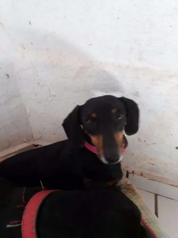 Cachorro ra a Basset Dachshund idade 3 anos nome Mayla e Nunu