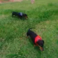 Mayla e Nunu