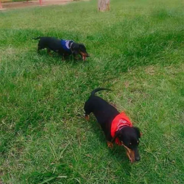 Cachorro ra a Basset Dachshund idade 3 anos nome Mayla e Nunu
