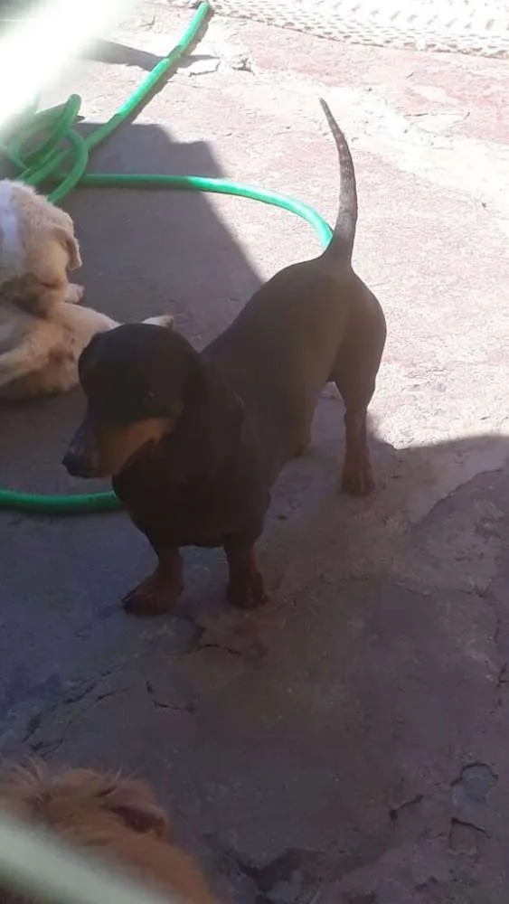 Cachorro ra a Basset Dachshund idade 3 anos nome Mayla e Nunu