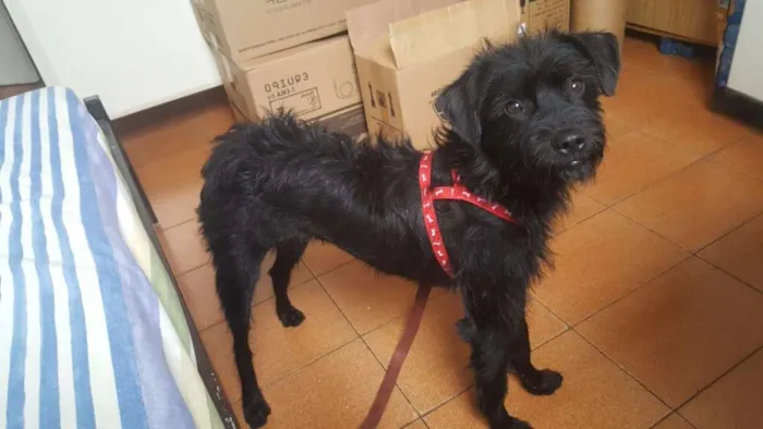 Cachorro ra a SRD idade 7 a 11 meses nome Moreno
