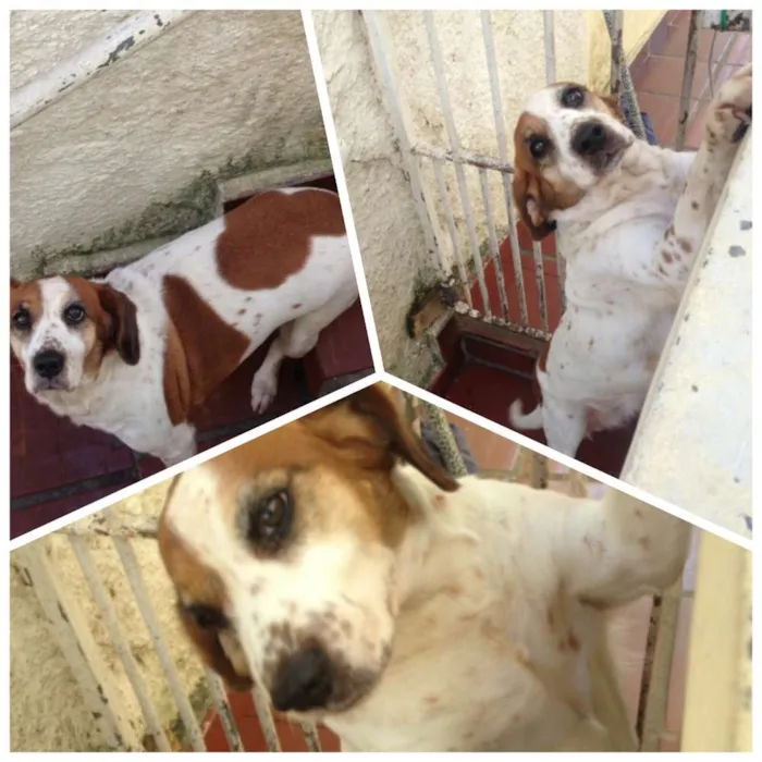 Cachorro ra a Nao definida idade 6 ou mais anos nome Nany
