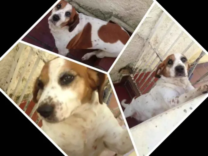 Cachorro ra a Nao definida idade 6 ou mais anos nome Nany